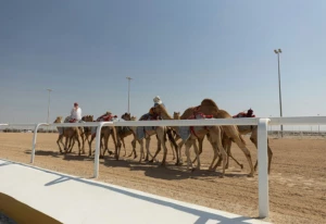 camel race dubai