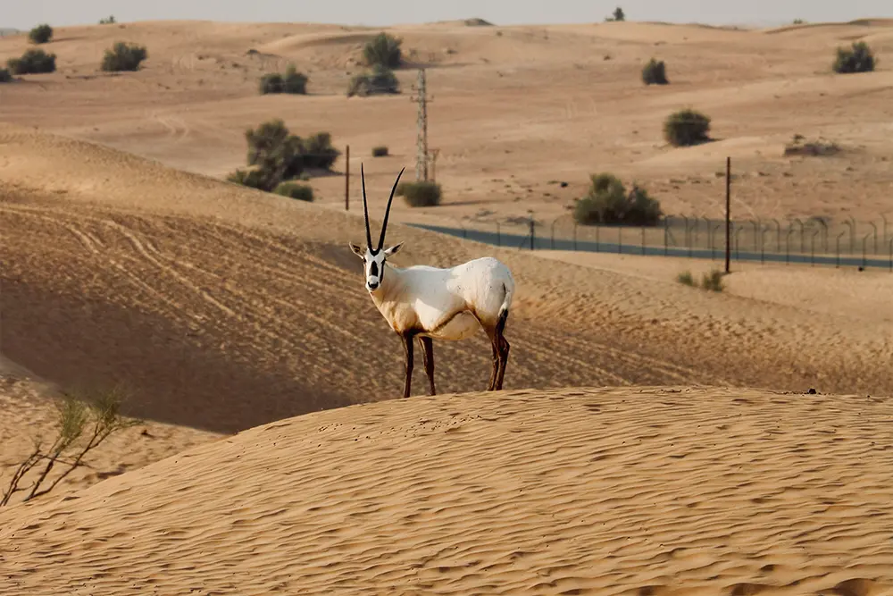 gazelle in dubai desert
