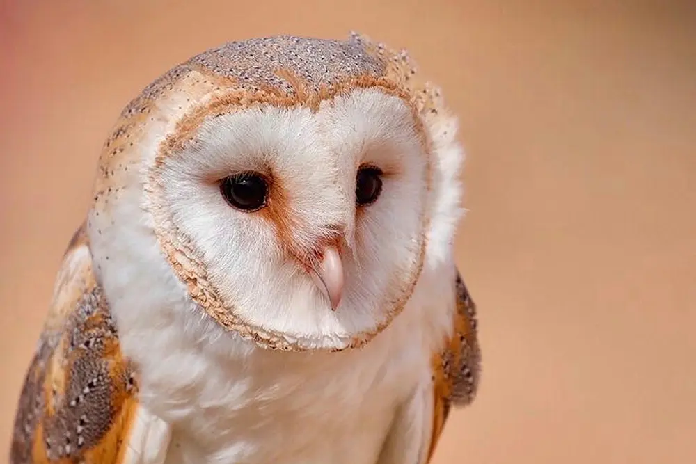 owl dubai desert conservation reserve