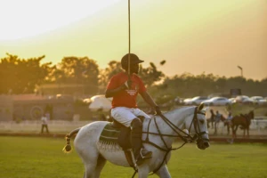 polo horse