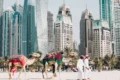 camels on beach dubai