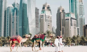 camels on beach dubai