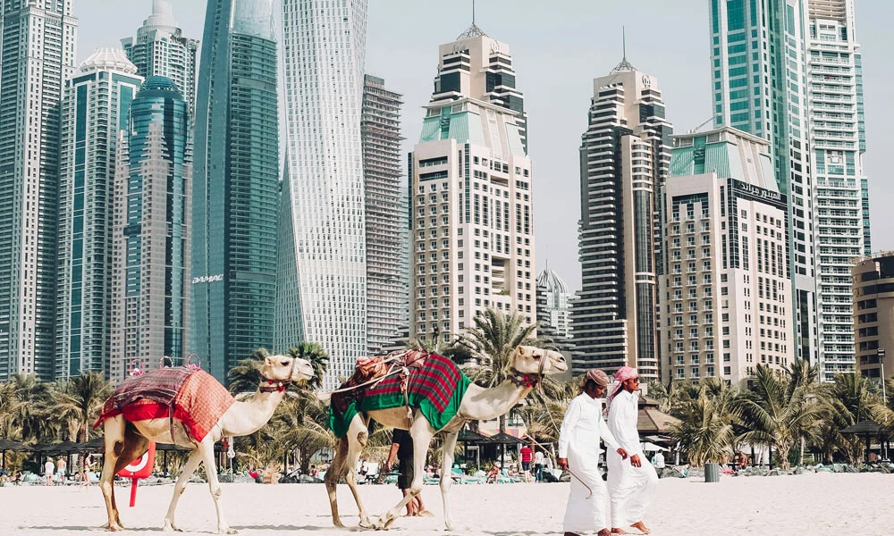 camels on beach dubai
